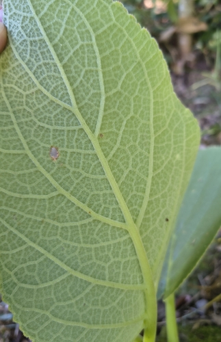 Sinningia macrostachya
