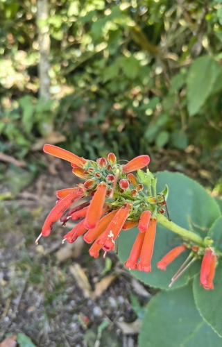 Sinningia macrostachya