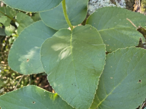 Sinningia macrostachya