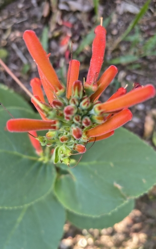 Sinningia macrostachya