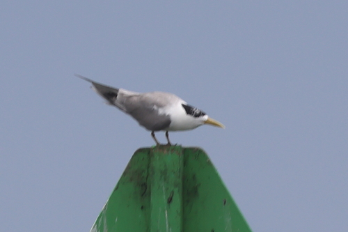 iNaturalist: (c) mooney_c, some rights reserved (CC BY-NC) iNaturalist image