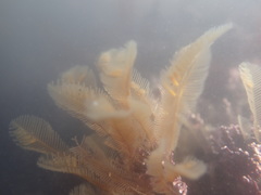 Aglaophenia latirostris