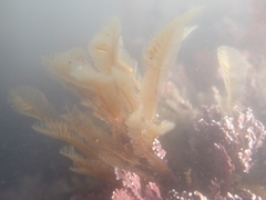 Aglaophenia latirostris