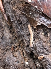 Polydesmus