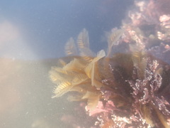 Aglaophenia latirostris