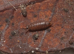 Synocheta