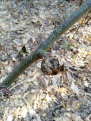 Dryocosmus kuriphilus