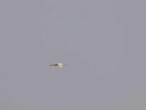 iNaturalist: (c) Jeremy Barker, some rights reserved (CC BY-NC), uploaded by Jeremy Barker iNaturalist image