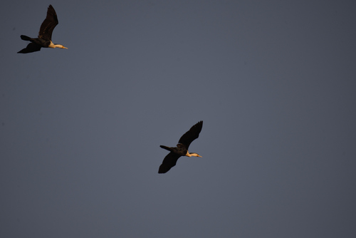 iNaturalist: (c) Jeremy Barker, some rights reserved (CC BY-NC), uploaded by Jeremy Barker iNaturalist image