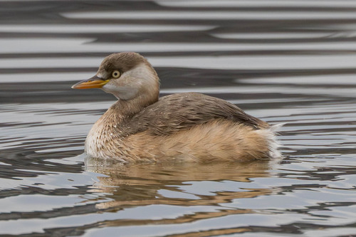 iNaturalist: (c) Константин Т, some rights reserved (CC BY-NC), uploaded by Константин Т iNaturalist image