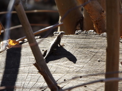 Sceloporus occidentalis