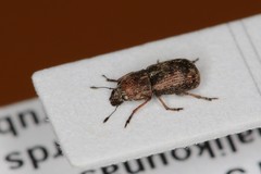 Noxius curtirostris