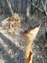 Dryocosmus kuriphilus