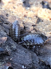 Philoscia muscorum