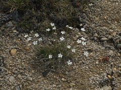 Eremogone formosa