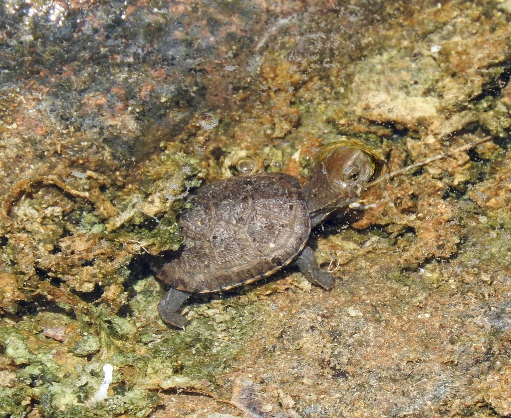Desert Mud Turtle