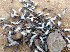 Pogonomyrmex rugosus