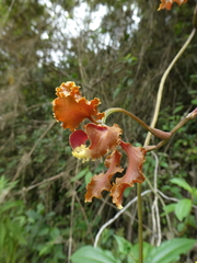 Cyrtochilum serratum
