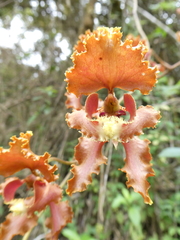 Cyrtochilum serratum