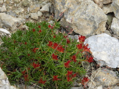 Rhodiola coccinea