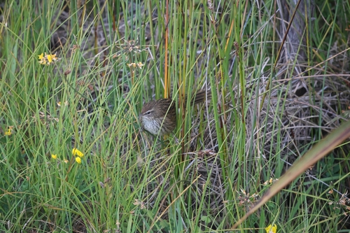 New Zealand Fernbird (Poodytes punctatus), photo 3