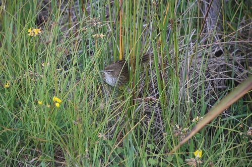 New Zealand Fernbird (Poodytes punctatus), photo 4