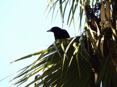 Corvus brachyrhynchos