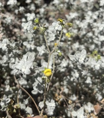 (c) Pablo Silva, some rights reserved (CC BY) Calceolaria polifolia, photograph (c) Pablo Silva, some rights reserved (CC BY)