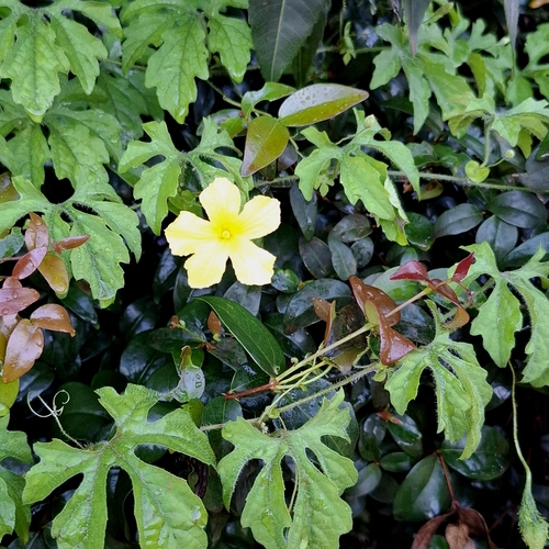 Momordica charantia charantia