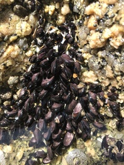 Brachidontes rodriguezii