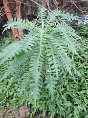 (c) Angelika Baumann, some rights reserved (CC BY) Sonchus palmensis, photograph (c) Angelika Baumann, some rights reserved (CC BY)