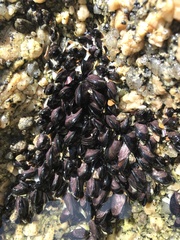 Brachidontes rodriguezii