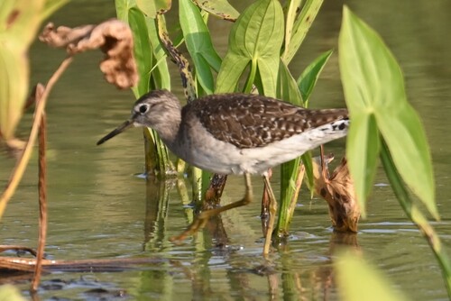 iNaturalist: (c) johnchau, some rights reserved (CC BY-NC), uploaded by johnchau iNaturalist image