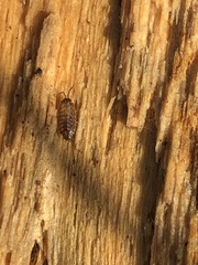 Philoscia muscorum