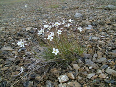 Eremogone formosa