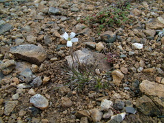 Eremogone formosa