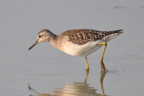 iNaturalist: (c) johnchau, some rights reserved (CC BY-NC), uploaded by johnchau iNaturalist image