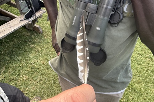 iNaturalist: (c) Oscar Wainwright, some rights reserved (CC BY-NC), uploaded by Oscar Wainwright iNaturalist image