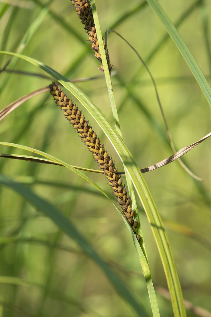 Illustration de Carex acuta L.