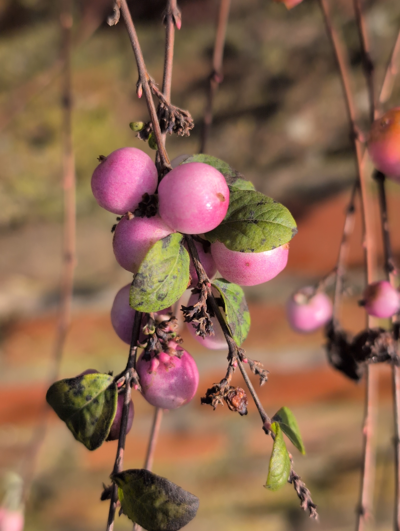 Chenault Coralberry (Symphoricarpos ×)