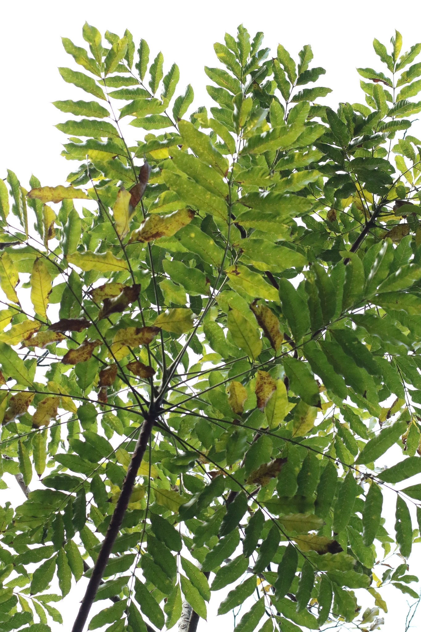 Ailanthus fordii
