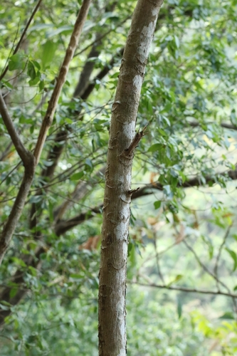Ailanthus fordii, photograph 2
