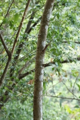 author not stated, no rights reserved Ailanthus fordii, photograph author not stated, no rights reserved