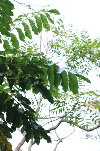 Ailanthus fordii, photograph 3
