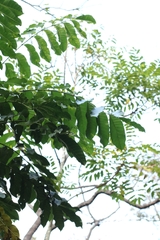 author not stated, no rights reserved Ailanthus fordii, photograph author not stated, no rights reserved
