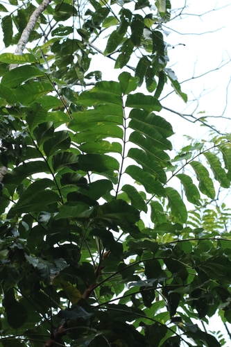 Ailanthus fordii, photograph 4
