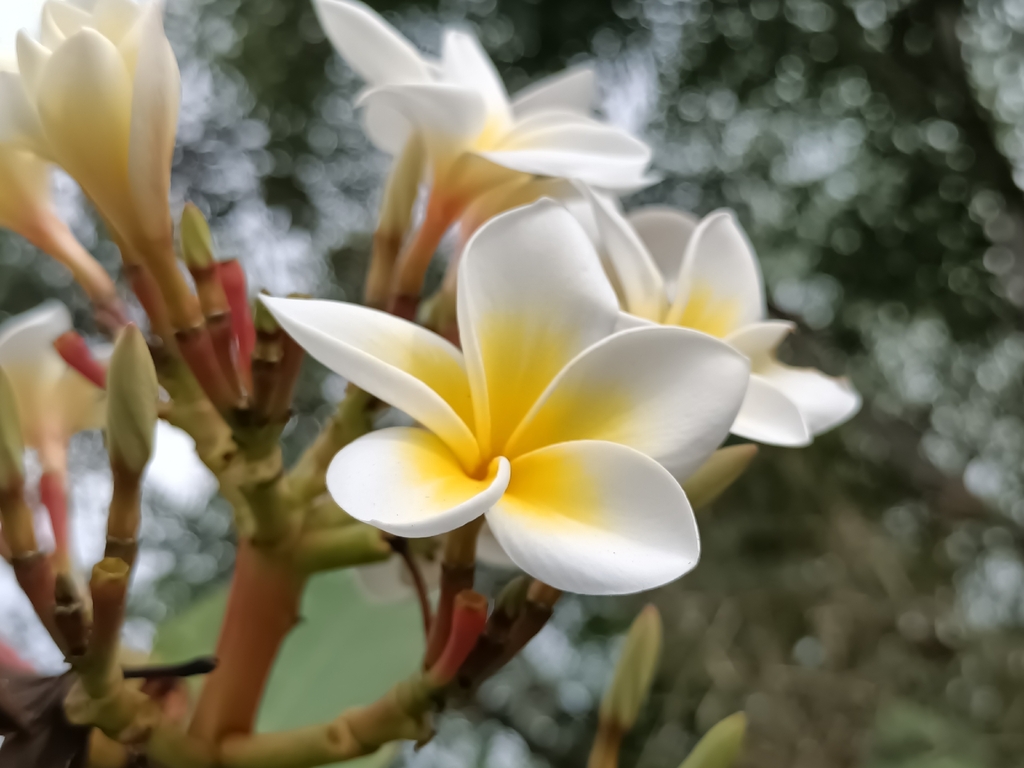 Plumeria rubra – Plumeria rubra