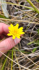 Dandelion (Microseris scapigera)