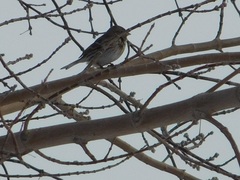 Emberiza leucocephalos