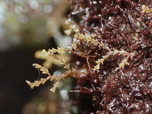 Dynamena crisioides observed 2026-01-25